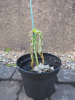 Overwatering