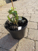 Overwatering 2
