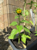 1st flower head - 14th June