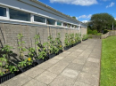 Sunflowers at the memorial halls