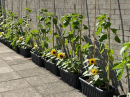 Certain varieties are starting to flower