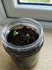 Neve's new growth
